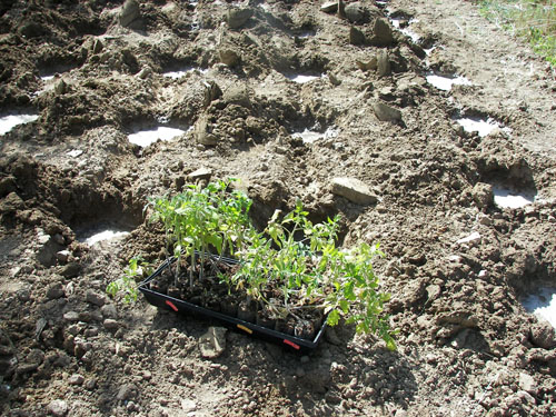 Tomato plants ready to go into the ground